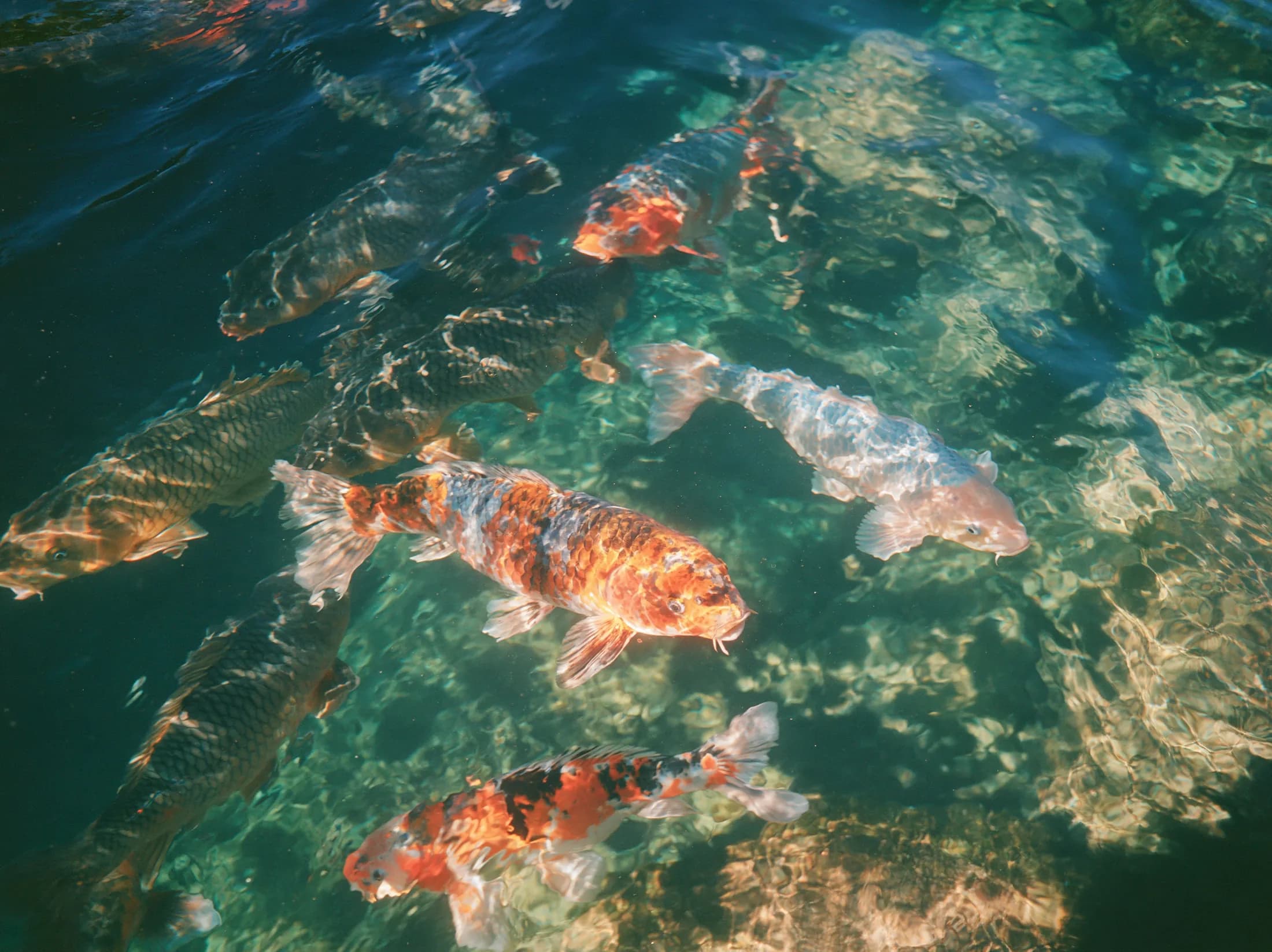 Ein Schwarm Koi in klarem Wasser, ein heller Fisch schwimmt in eine andere Richtung.