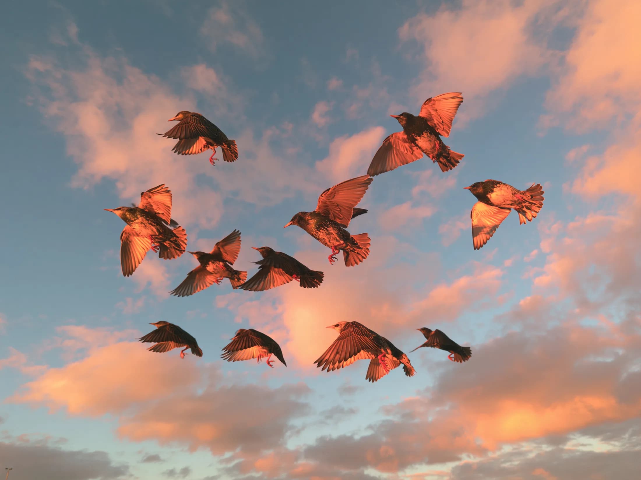 Eine Gruppe Stare fliegt gemeinsam vor rosa Abendwolken.